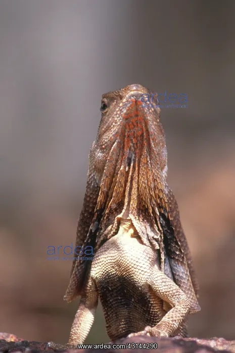 : Frilled Lizard : Frilled Lizard