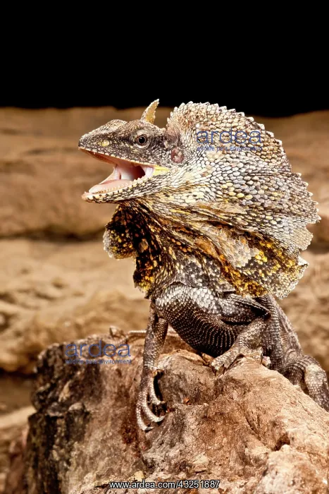 : Frilled Lizard, Chalamydosaurus kingii : Frilled Lizard, Chalamydosaurus kingii