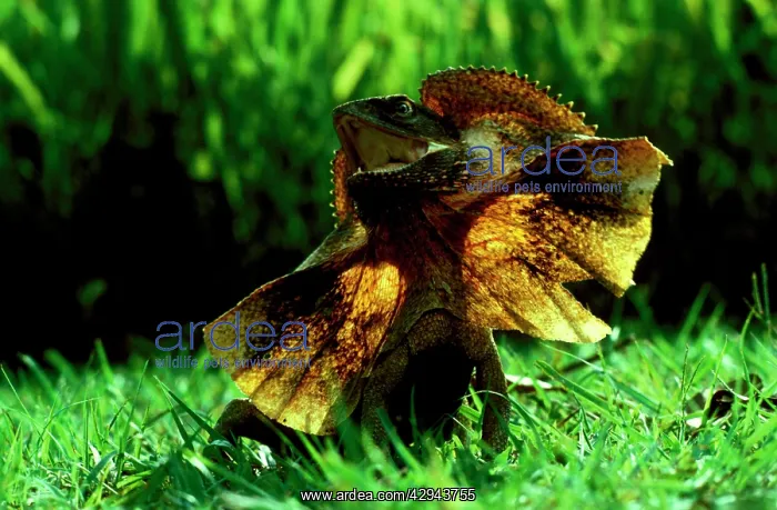 : Frilled lizard (Chlamydosaurus kingii) In defence : Frilled lizard (Chlamydosaurus kingii) In defence
