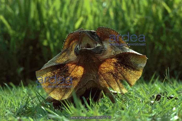 : Frilled lizard (Chlamydosaurus kingii). Northern : Frilled lizard (Chlamydosaurus kingii). Northern