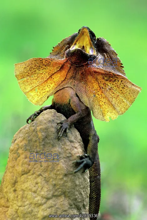  : FRILLED LIZARD - DEFENCE