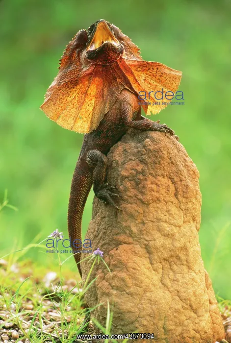 : FRILLED LIZARD - Defence display : FRILLED LIZARD - Defence display