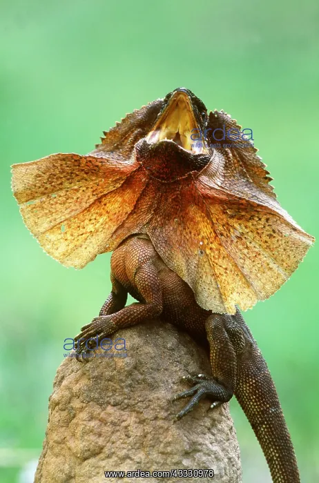 : FRILLED LIZARD - DEFENCE DISPLAY : FRILLED LIZARD - DEFENCE DISPLAY