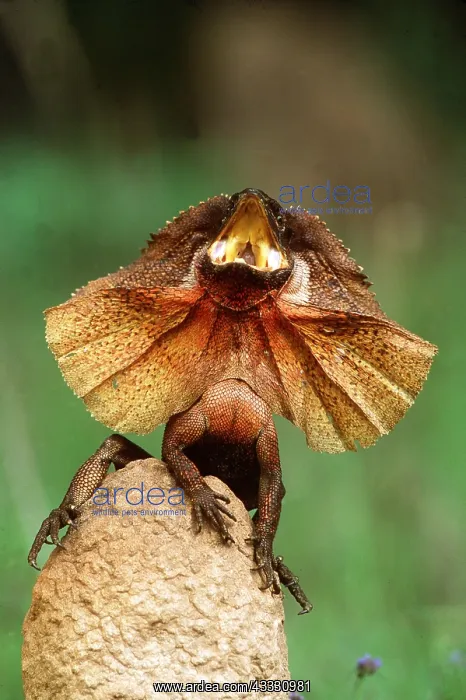 : FRILLED LIZARD - DEFENCE DISPLAY : FRILLED LIZARD - DEFENCE DISPLAY