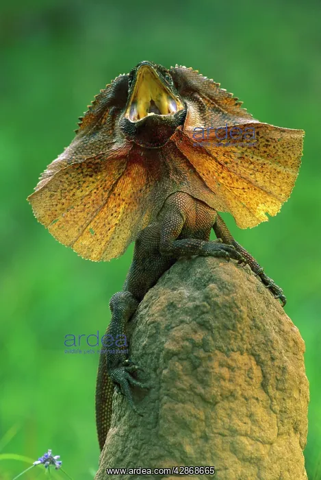 : Frilled Lizard - Defensive display : Frilled Lizard - Defensive display