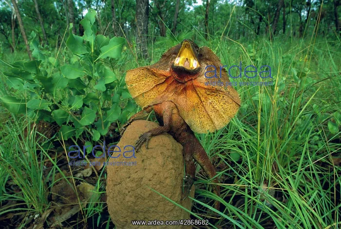 : Frilled Lizard - Defensive display perched on termite : Frilled Lizard - Defensive display perched on termite