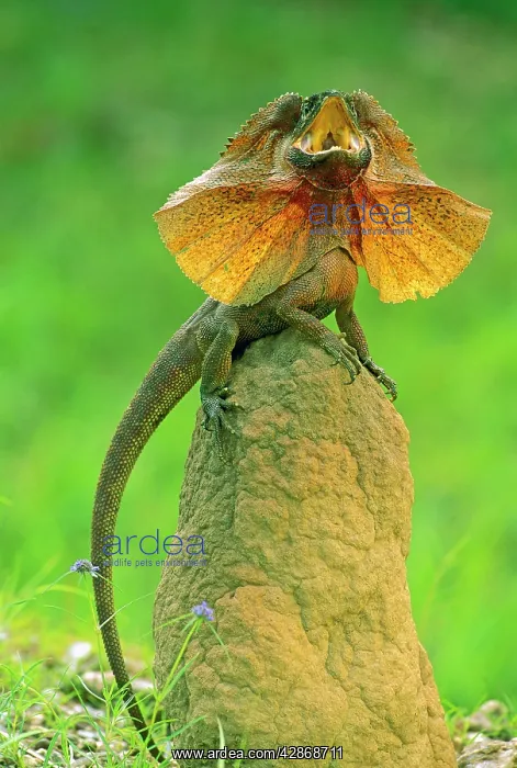 : Frilled Lizard - Defensive display perched on termite : Frilled Lizard - Defensive display perched on termite