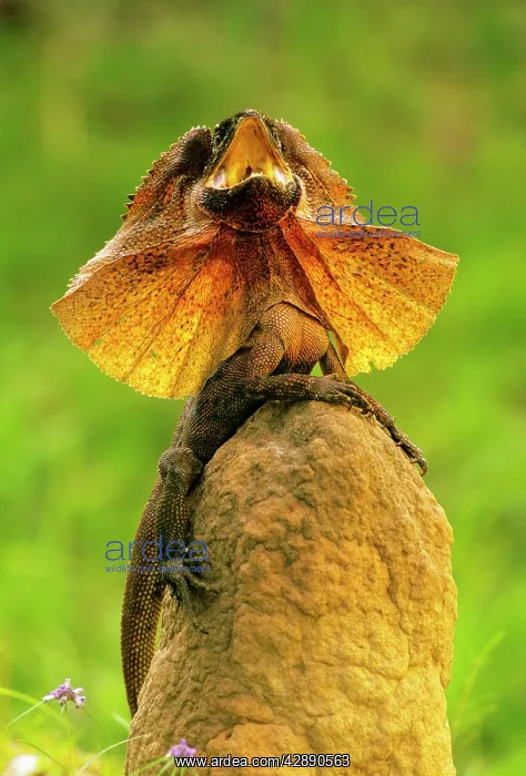 : Frilled Lizard - Defensive display perched on termite : Frilled Lizard - Defensive display perched on termite