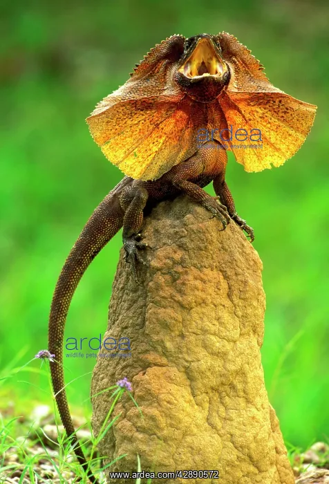 : Frilled Lizard - Defensive display perched on termite : Frilled Lizard - Defensive display perched on termite
