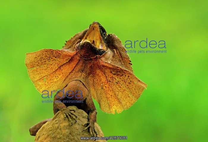 : Frilled Lizard - Defensive display perched on termite mound : Frilled Lizard - Defensive display perched on termite mound