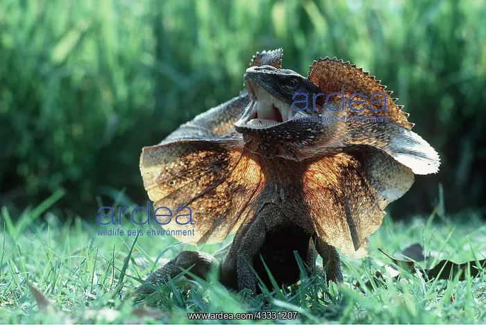 : FRILLED LIZARD - DEFENSIVE POSE : FRILLED LIZARD - DEFENSIVE POSE