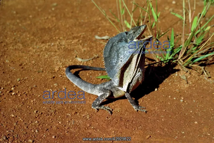 : FRILLED LIZARD - FRILL UP : FRILLED LIZARD - FRILL UP