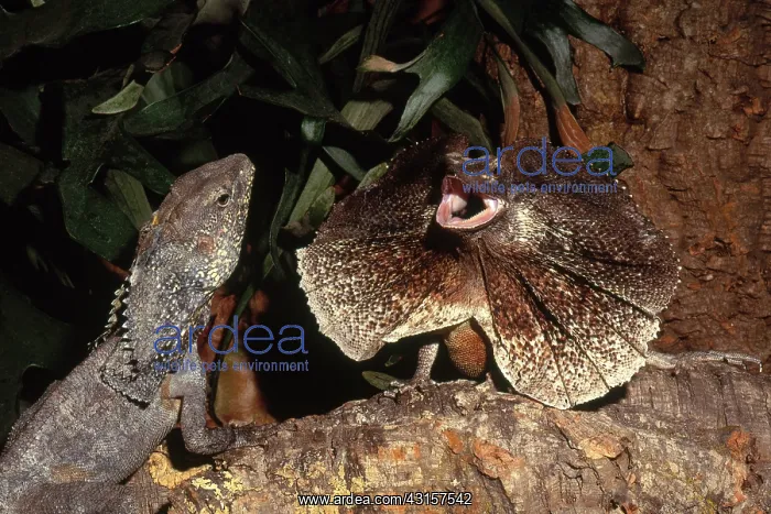 : Frilled Lizards : Frilled Lizards