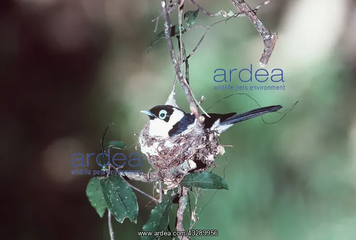 : FRILLED MONARCH - On nest : FRILLED MONARCH - On nest