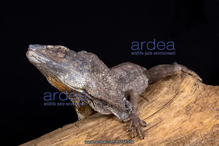 : The Frilled-necked lizard (Chlamydosaurus kingii) : The Frilled-necked lizard (Chlamydosaurus kingii)
