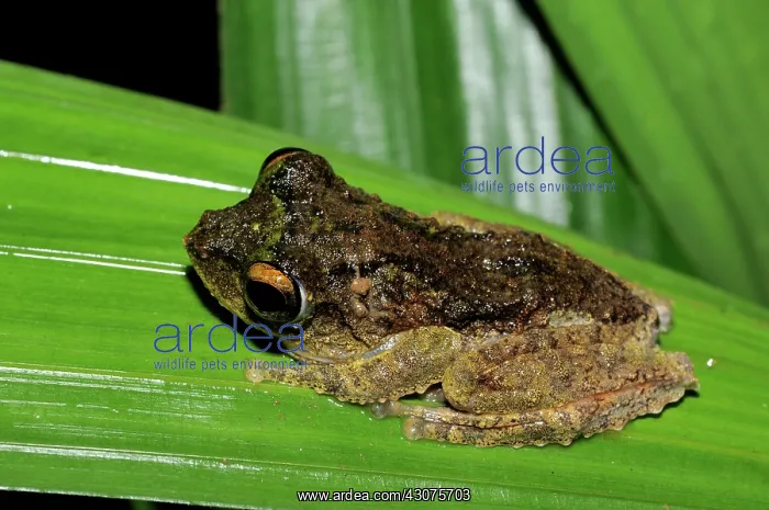 : Frilled tree frog : Frilled tree frog