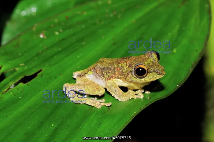 : Frilled tree frog : Frilled tree frog