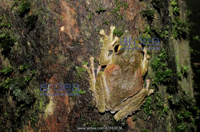 : Frilled tree frog : Frilled tree frog