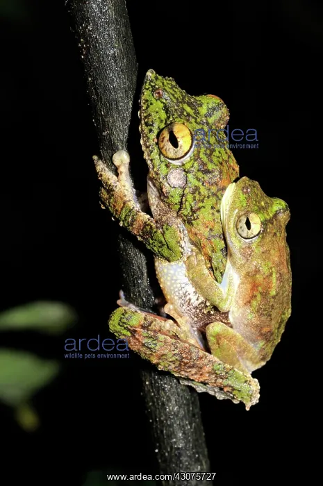 : Frilled tree frogs mating : Frilled tree frogs mating