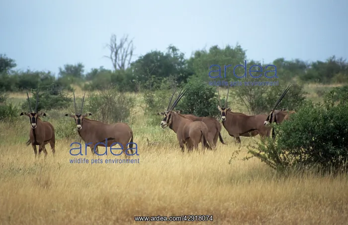 : Fringe-eared Oryx : Fringe-eared Oryx