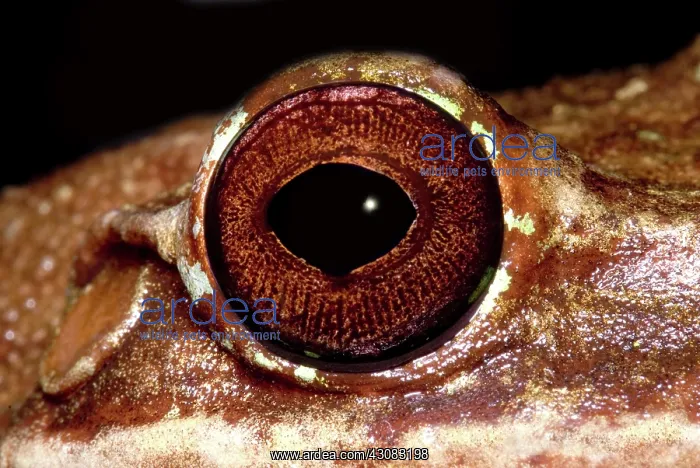 : Fringe Limb Tree Frog : Fringe Limb Tree Frog