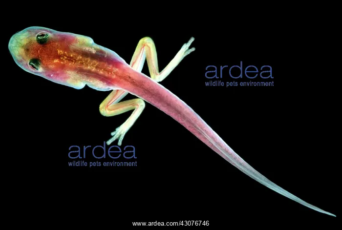 : Fringe-limbed Glass Frog Tadpole : Fringe-limbed Glass Frog Tadpole