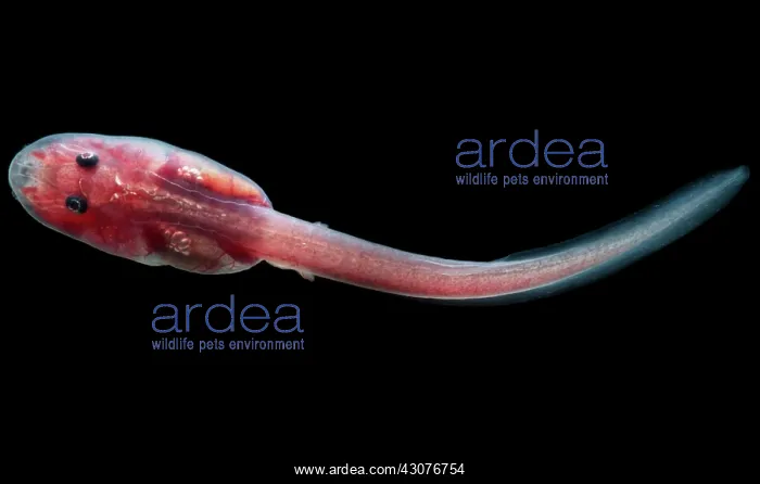 : Fringe-limbed Glass Frog Tadpole : Fringe-limbed Glass Frog Tadpole