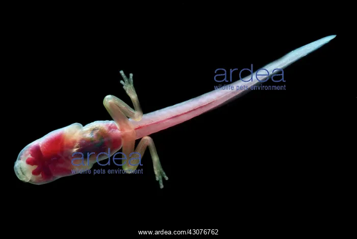 : Fringe-limbed Glass Frog Tadpole : Fringe-limbed Glass Frog Tadpole