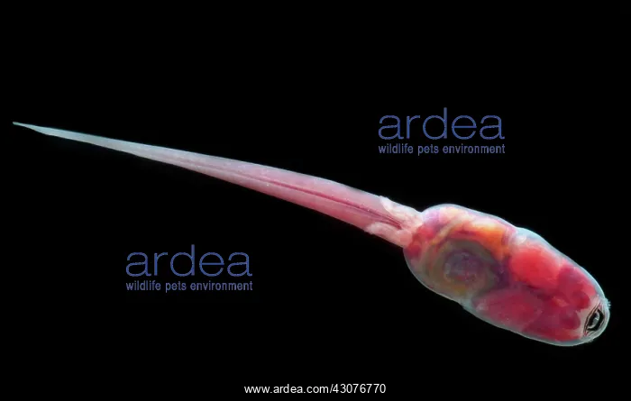 : Fringe-limbed Glass Frog Tadpole : Fringe-limbed Glass Frog Tadpole