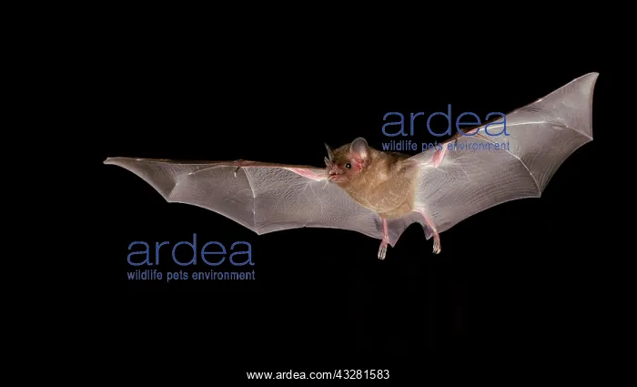 : Fringe-lipped bat (Trachops cirrhosus), Pantanal : Fringe-lipped bat (Trachops cirrhosus), Pantanal