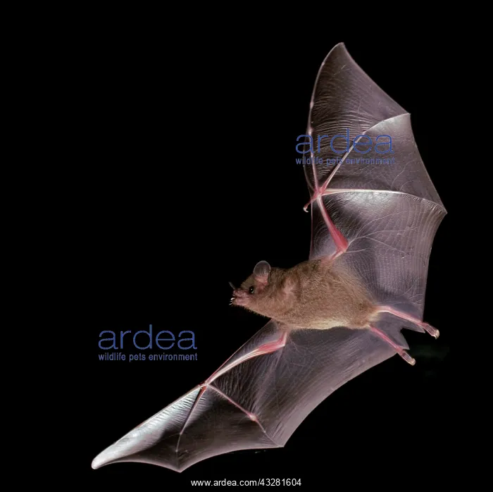 : Fringe-lipped bat (Trachops cirrhosus), Pantanal : Fringe-lipped bat (Trachops cirrhosus), Pantanal