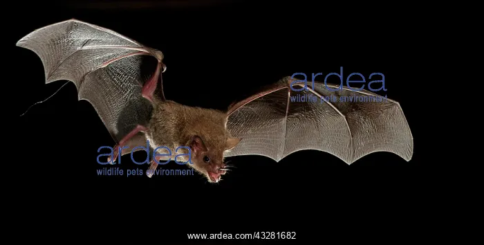 : Fringe-lipped bat (Trachops cirrhosus), Pantanal : Fringe-lipped bat (Trachops cirrhosus), Pantanal