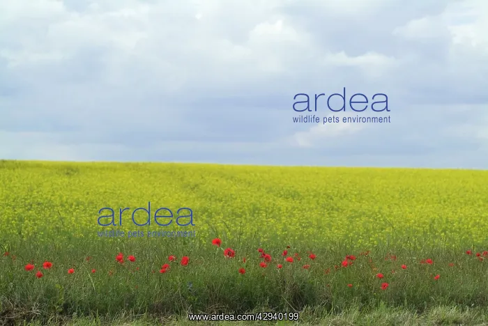 : Fringe of Poppies at edge of oilseed rape field : Fringe of Poppies at edge of oilseed rape field