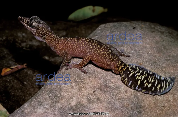 : Fringe-toed velvet gecko : Fringe-toed velvet gecko