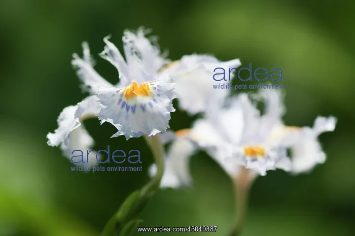 : Fringed iris : Fringed iris