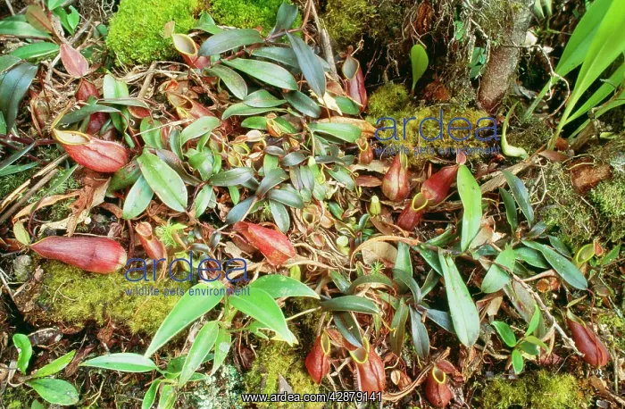 : Fringed Pitcher Plant : Fringed Pitcher Plant