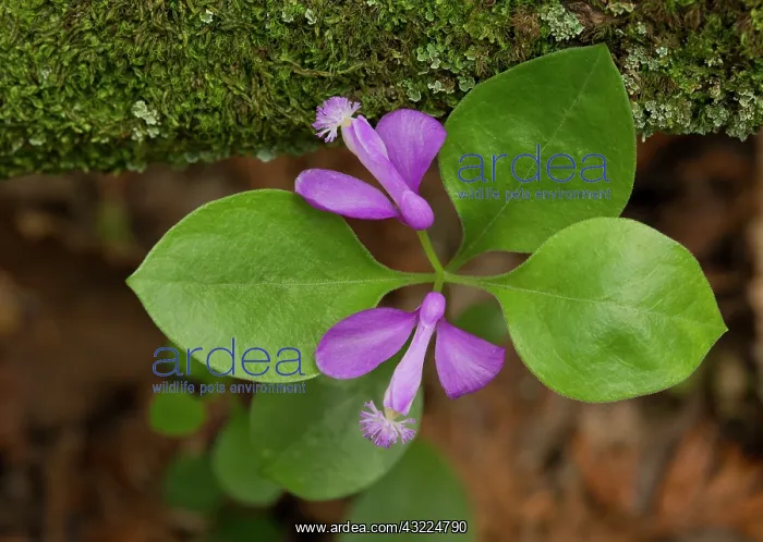 : Fringed Polygala / Fringed Milkwort - in flower : Fringed Polygala / Fringed Milkwort - in flower