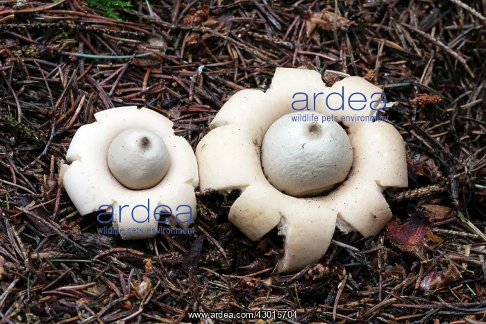: Fringed / Sessile Earthstar Fungus - fruiting bodies : Fringed / Sessile Earthstar Fungus - fruiting bodies
