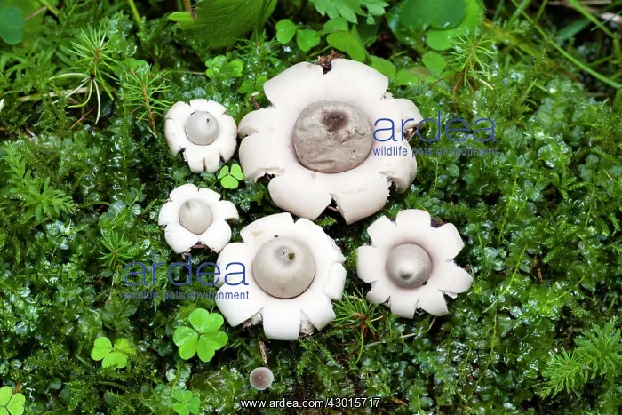 : Fringed / Sessile Earthstar Fungus - fruiting bodies : Fringed / Sessile Earthstar Fungus - fruiting bodies