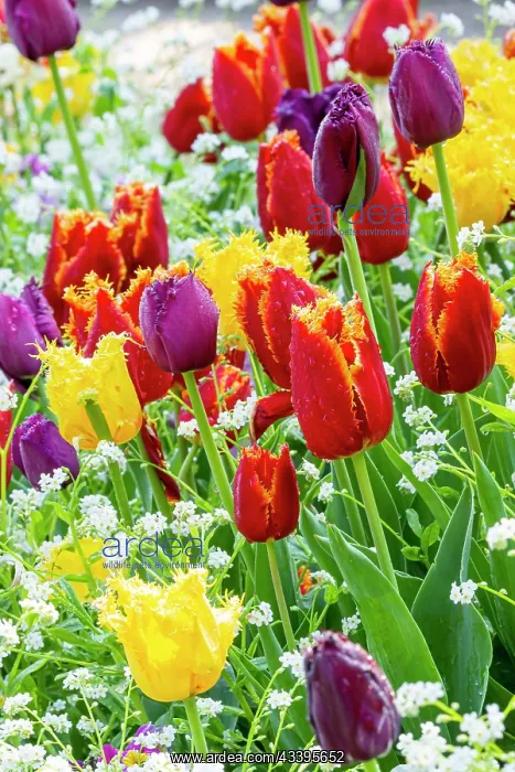 : Fringed tulip Labrador, Fringed tulip Hamilton : Fringed tulip Labrador, Fringed tulip Hamilton