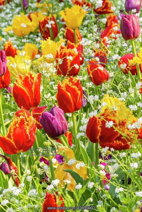 : Fringed tulip Louvre, Fringed tulip Hamilton : Fringed tulip Louvre, Fringed tulip Hamilton