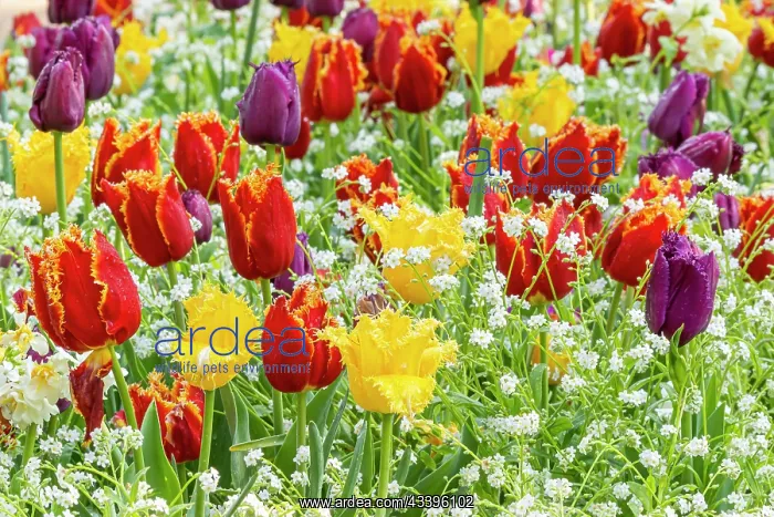 : Fringed tulip Louvre, Fringed tulip Hamilton : Fringed tulip Louvre, Fringed tulip Hamilton