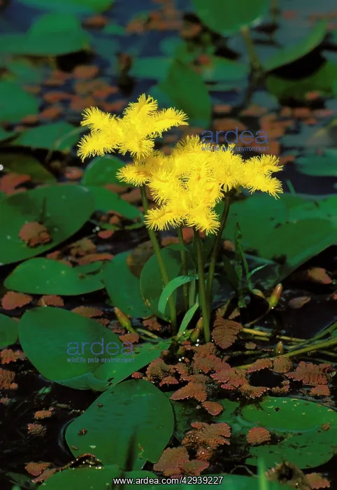 : Fringed waterlilies (Nymphoides geminata) and Azolla : Fringed waterlilies (Nymphoides geminata) and Azolla