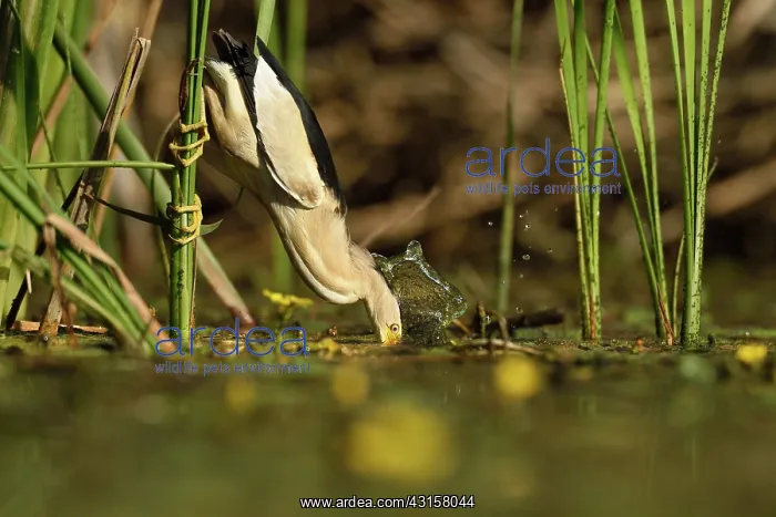 : Fringed Waterlily : Fringed Waterlily