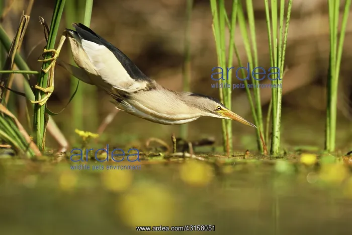 : Fringed Waterlily : Fringed Waterlily