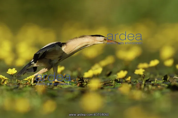 : Fringed Waterlily : Fringed Waterlily