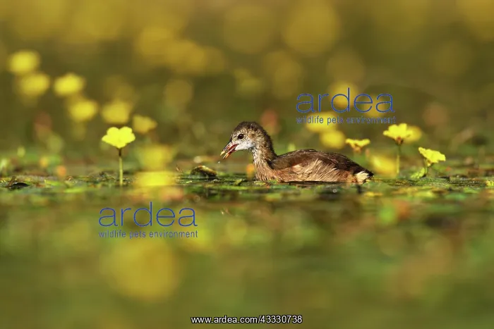 : Fringed Waterlily : Fringed Waterlily
