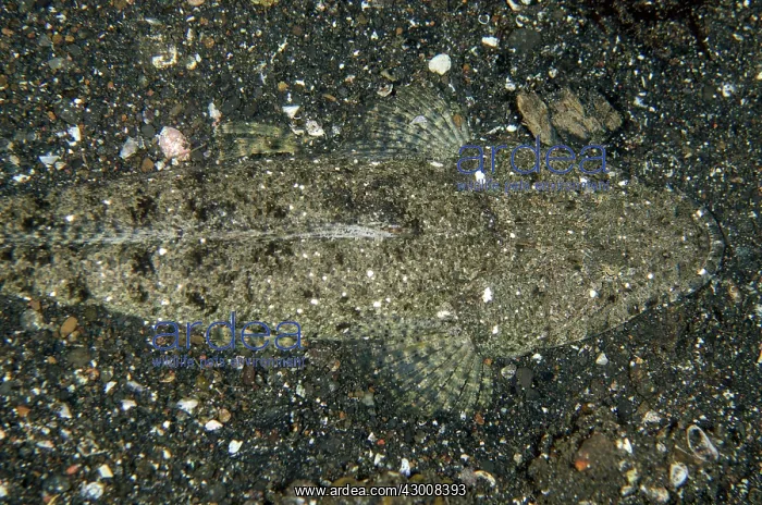 : Fringelip Flathead camouflaged on black sand on : Fringelip Flathead camouflaged on black sand on