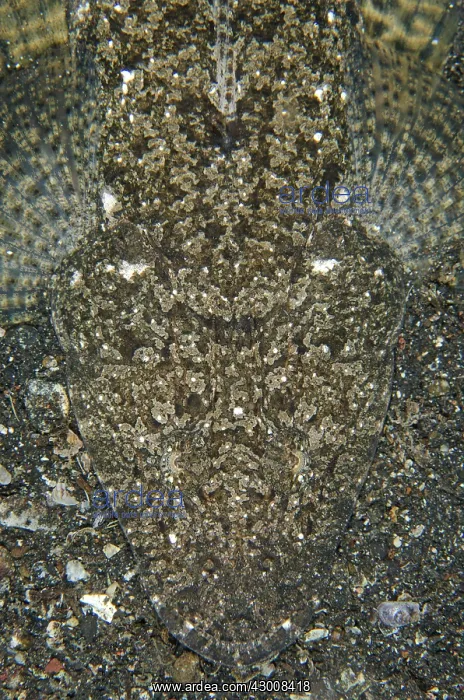 : Fringelip Flathead camouflaged on black sand on : Fringelip Flathead camouflaged on black sand on