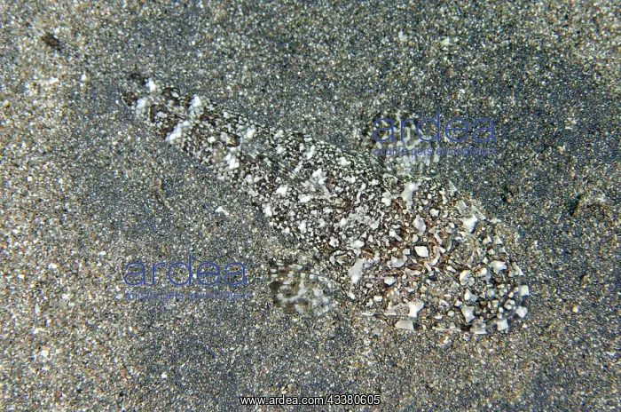 : Fringelip Flathead - camouflaged in sand - Jemeluk : Fringelip Flathead - camouflaged in sand - Jemeluk